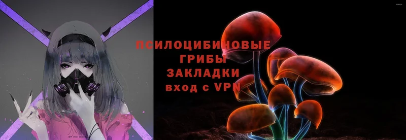 Галлюциногенные грибы Psilocybine cubensis  блэк спрут ссылки  Байкальск  как найти закладки 